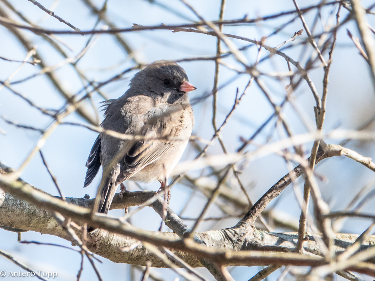 Dark-eyed Junco - ML630676482