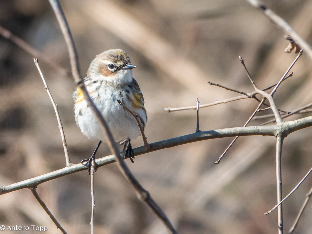 Yellow-rumped Warbler - ML630676493