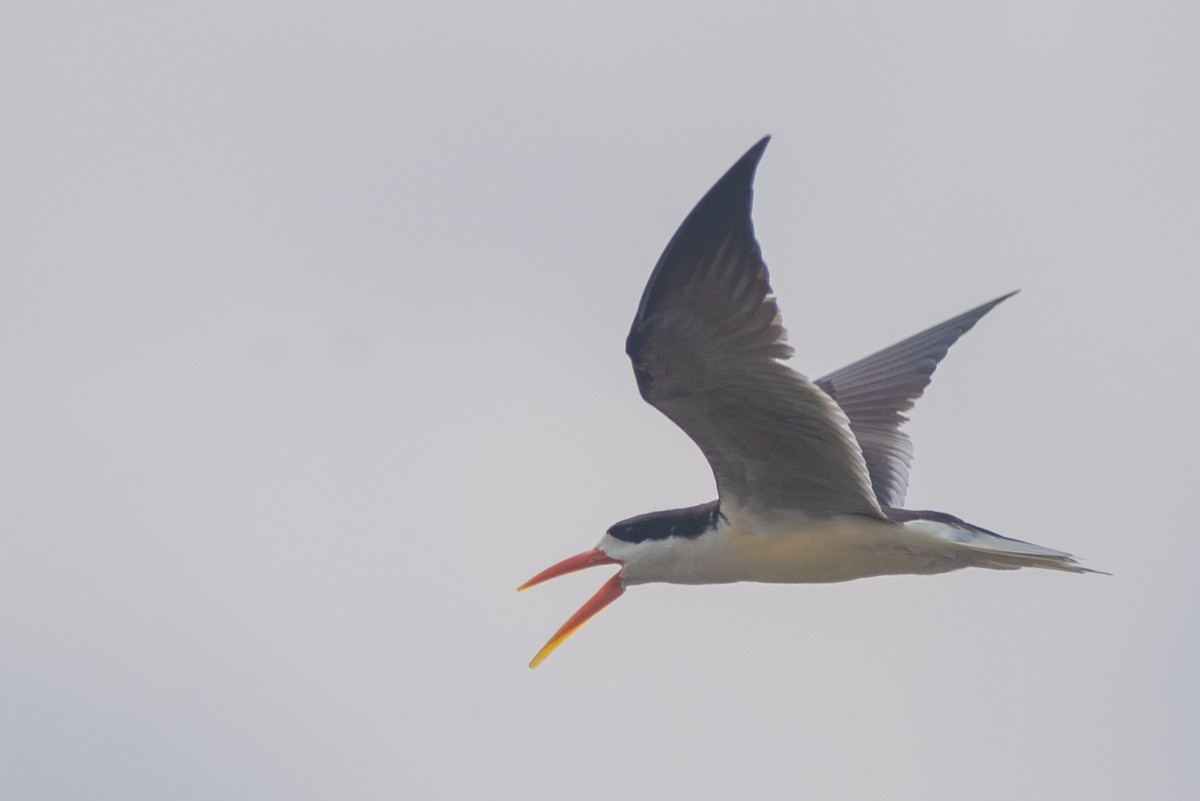 African Skimmer - ML630676914