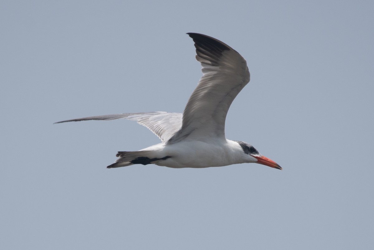 Caspian Tern - ML630676927