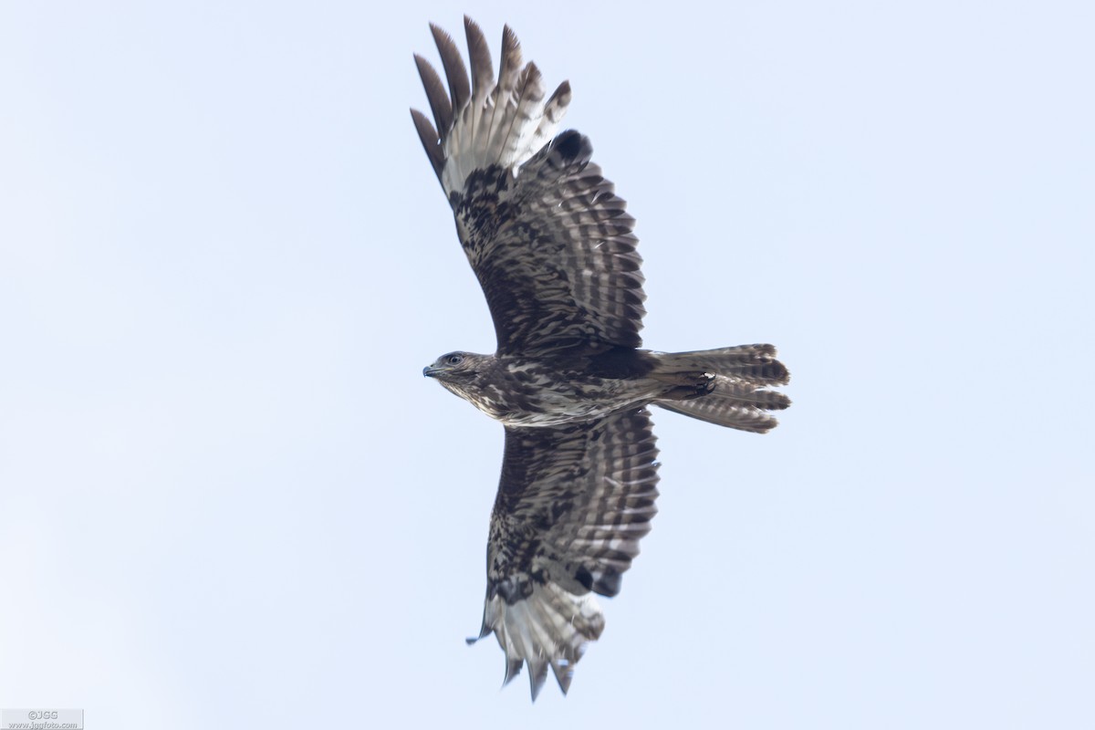 Common Buzzard - ML630677019