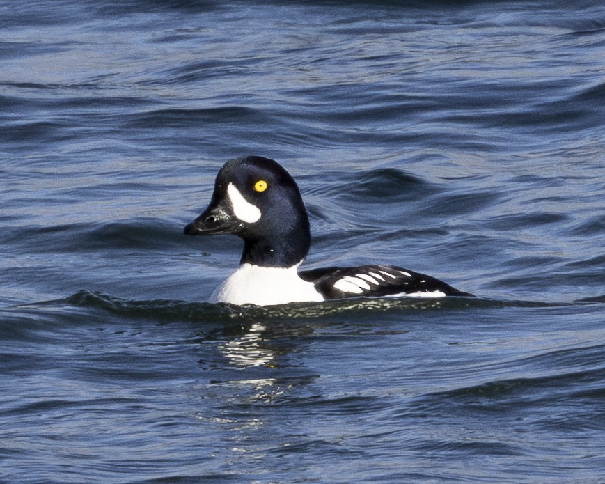 Barrow's Goldeneye - ML630677107