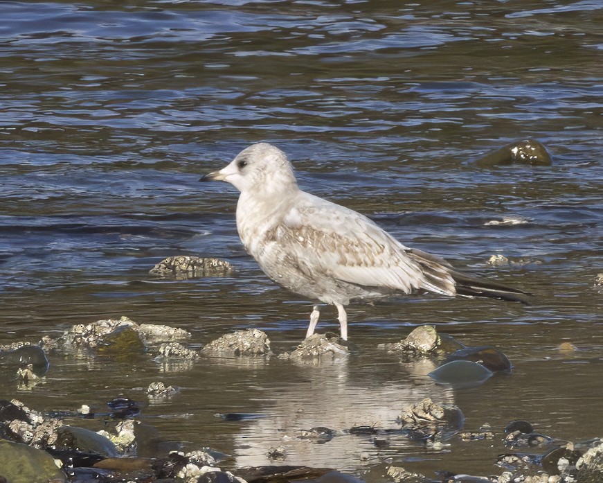 Short-billed Gull - ML630677139