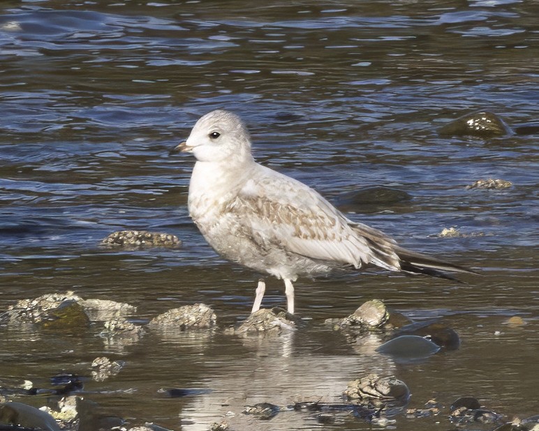 Short-billed Gull - ML630677143