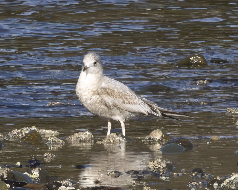 Short-billed Gull - ML630677146
