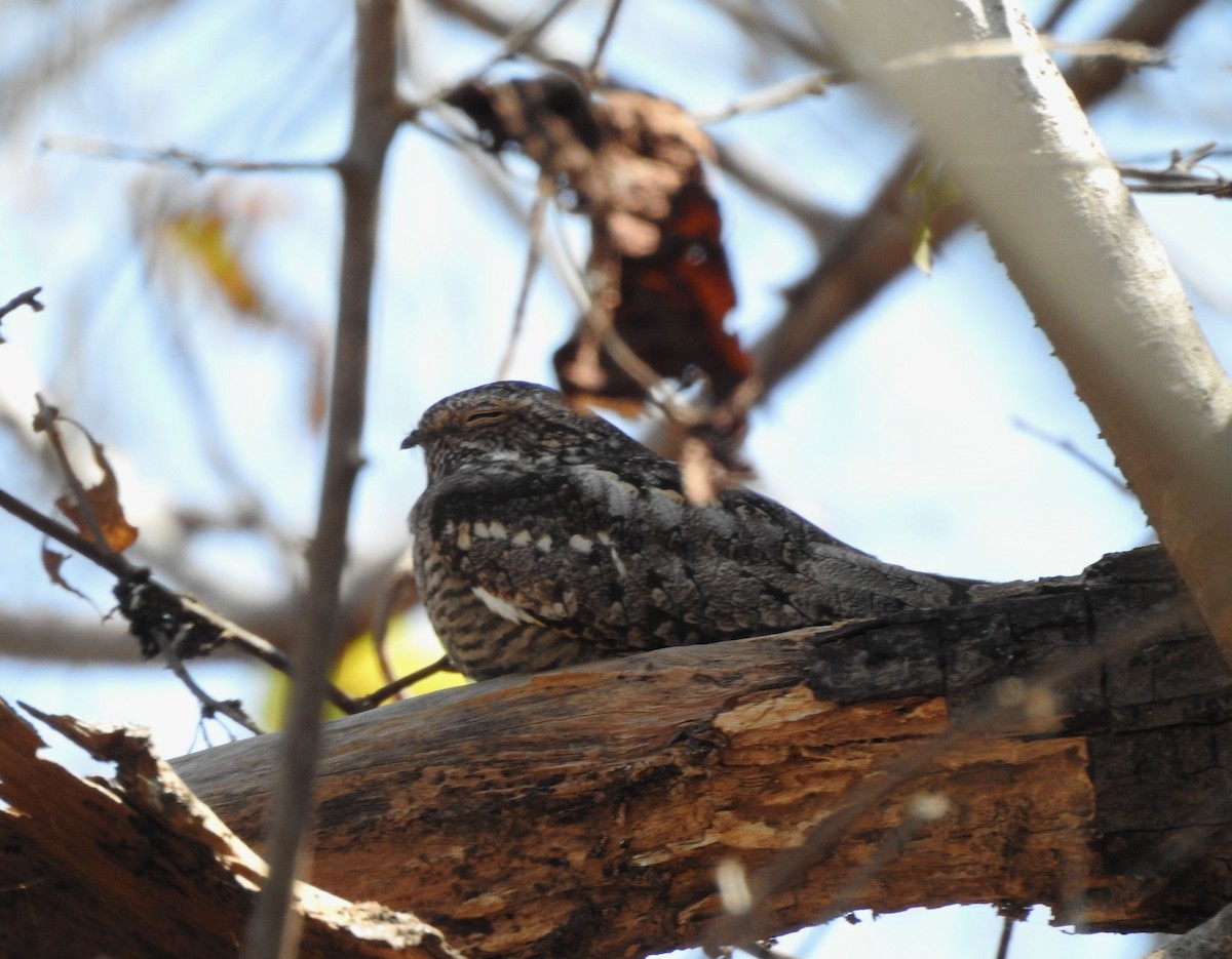Lesser Nighthawk - ML630677412