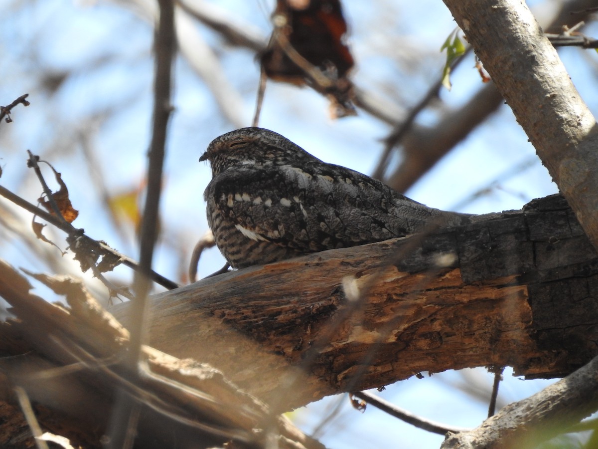 Lesser Nighthawk - ML630677414