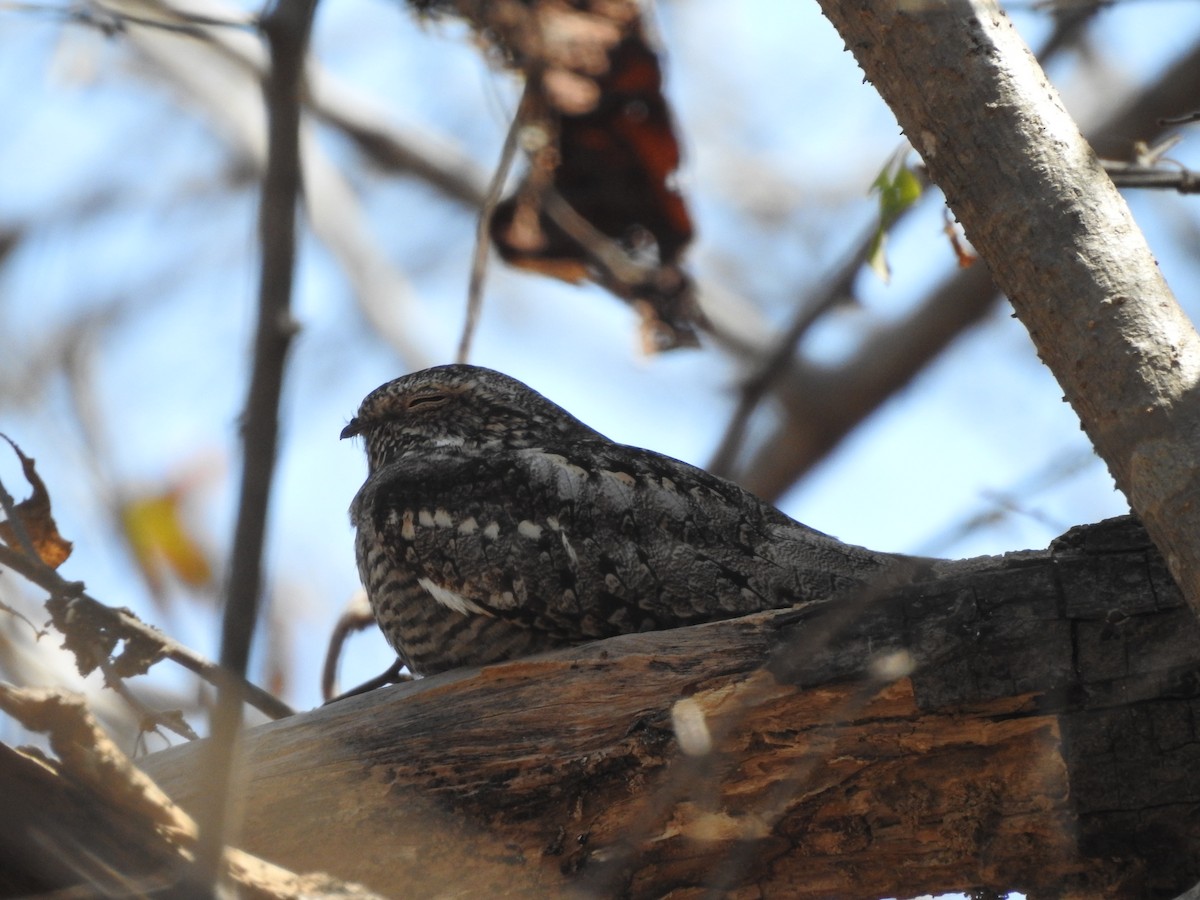Lesser Nighthawk - ML630677415