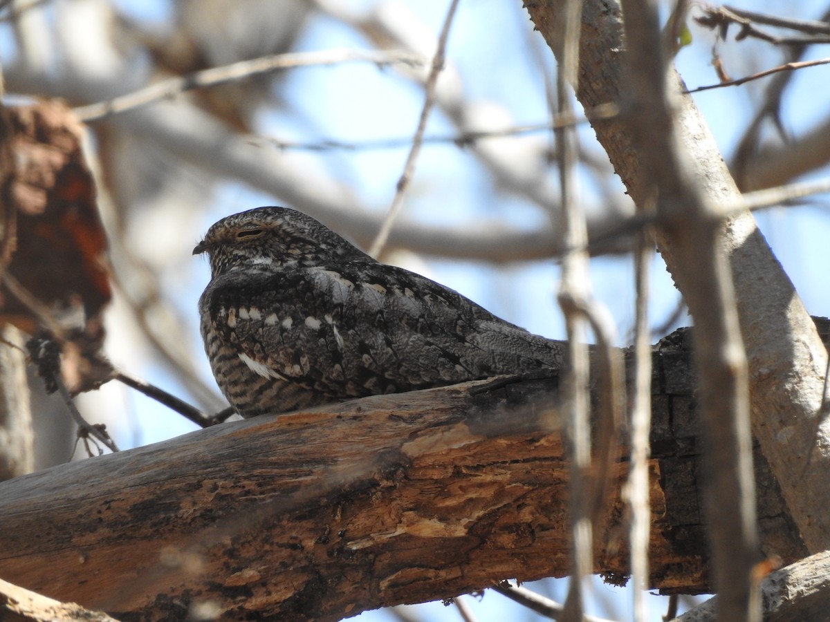 Lesser Nighthawk - ML630677416