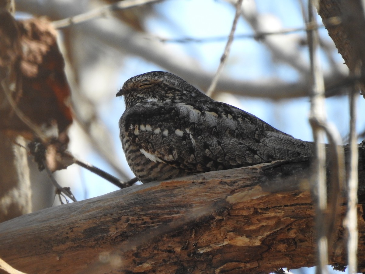 Lesser Nighthawk - ML630677418