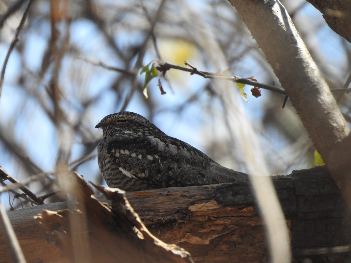 Lesser Nighthawk - ML630677419