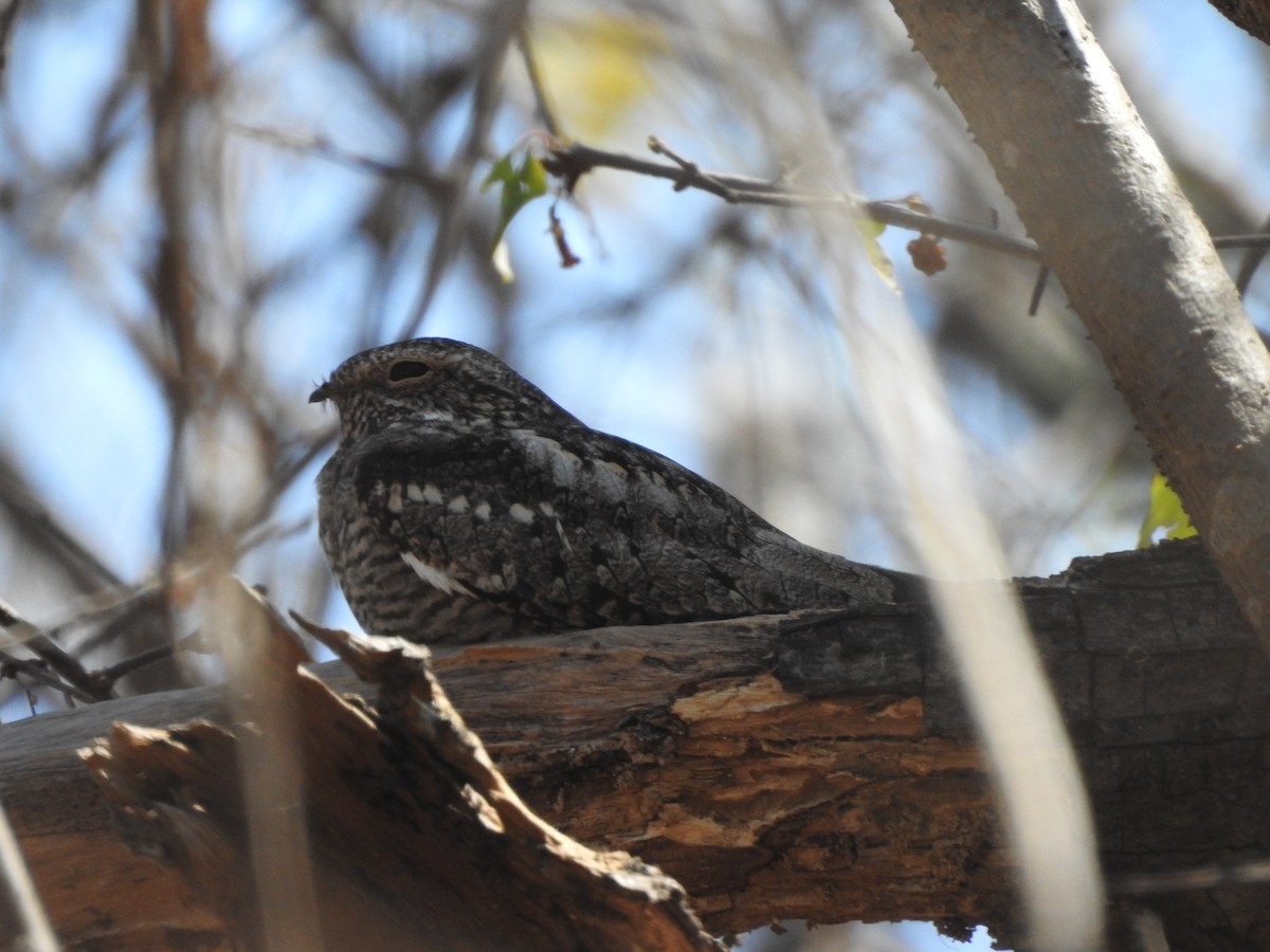 Lesser Nighthawk - ML630677420