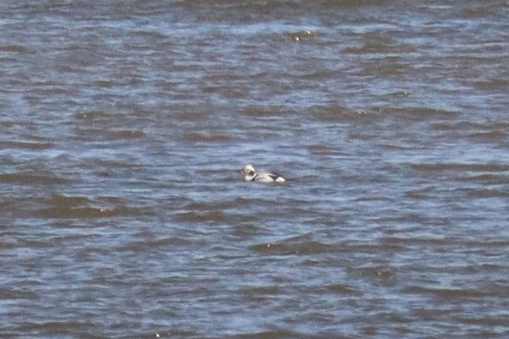 Long-tailed Duck - ML630677424