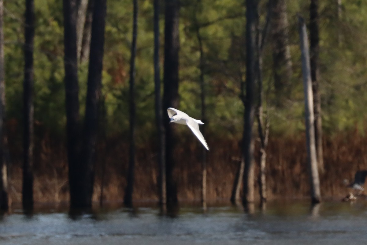 Bonaparte's Gull - ML630677429