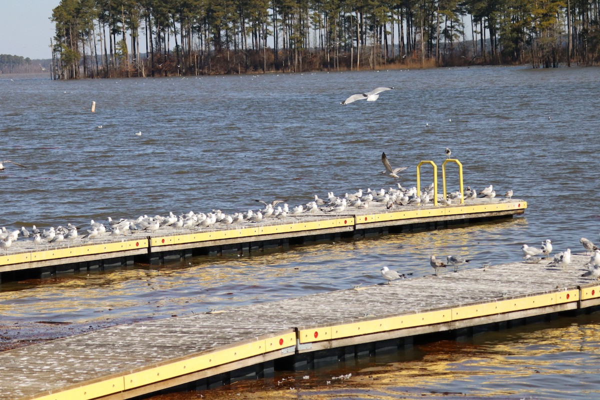 Ring-billed Gull - ML630677434
