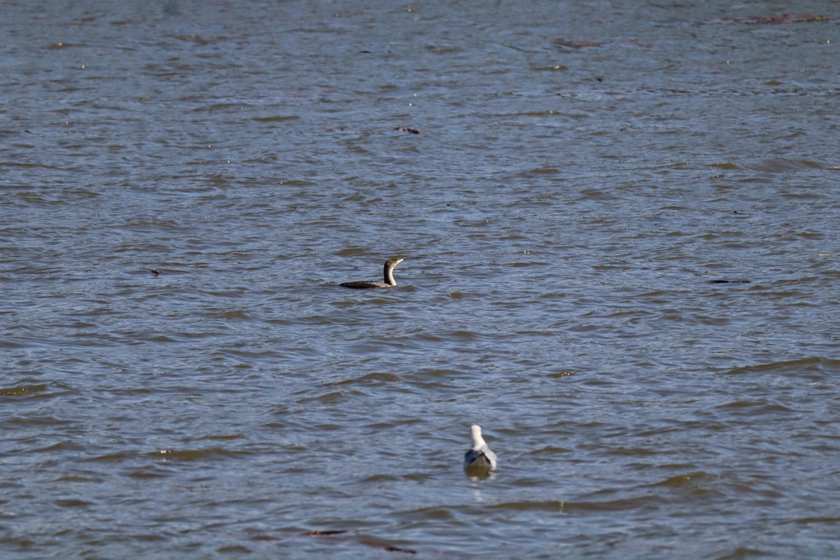 Double-crested Cormorant - ML630677439