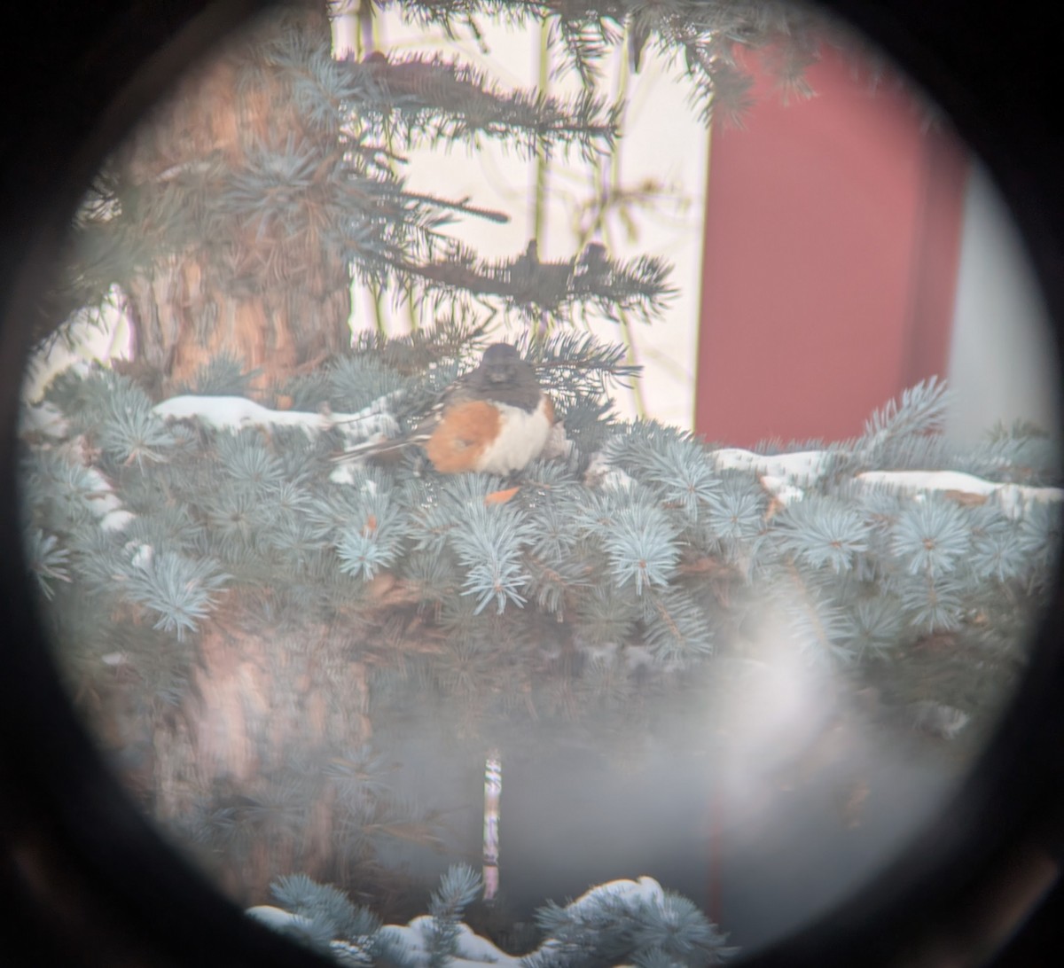 Spotted Towhee - ML630677552