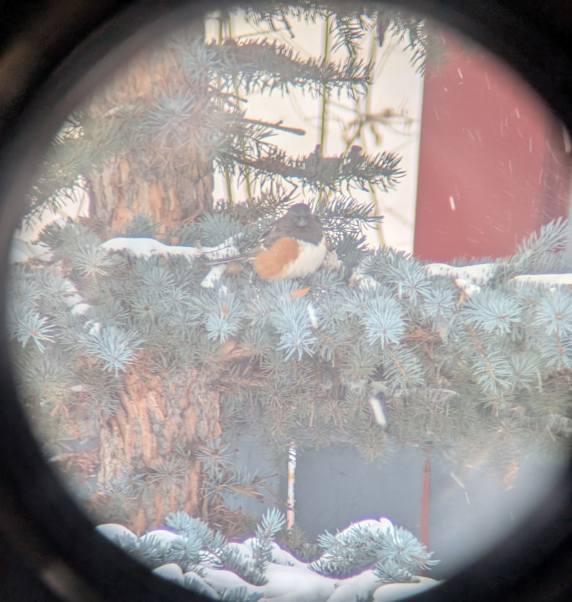 Spotted Towhee - ML630677553
