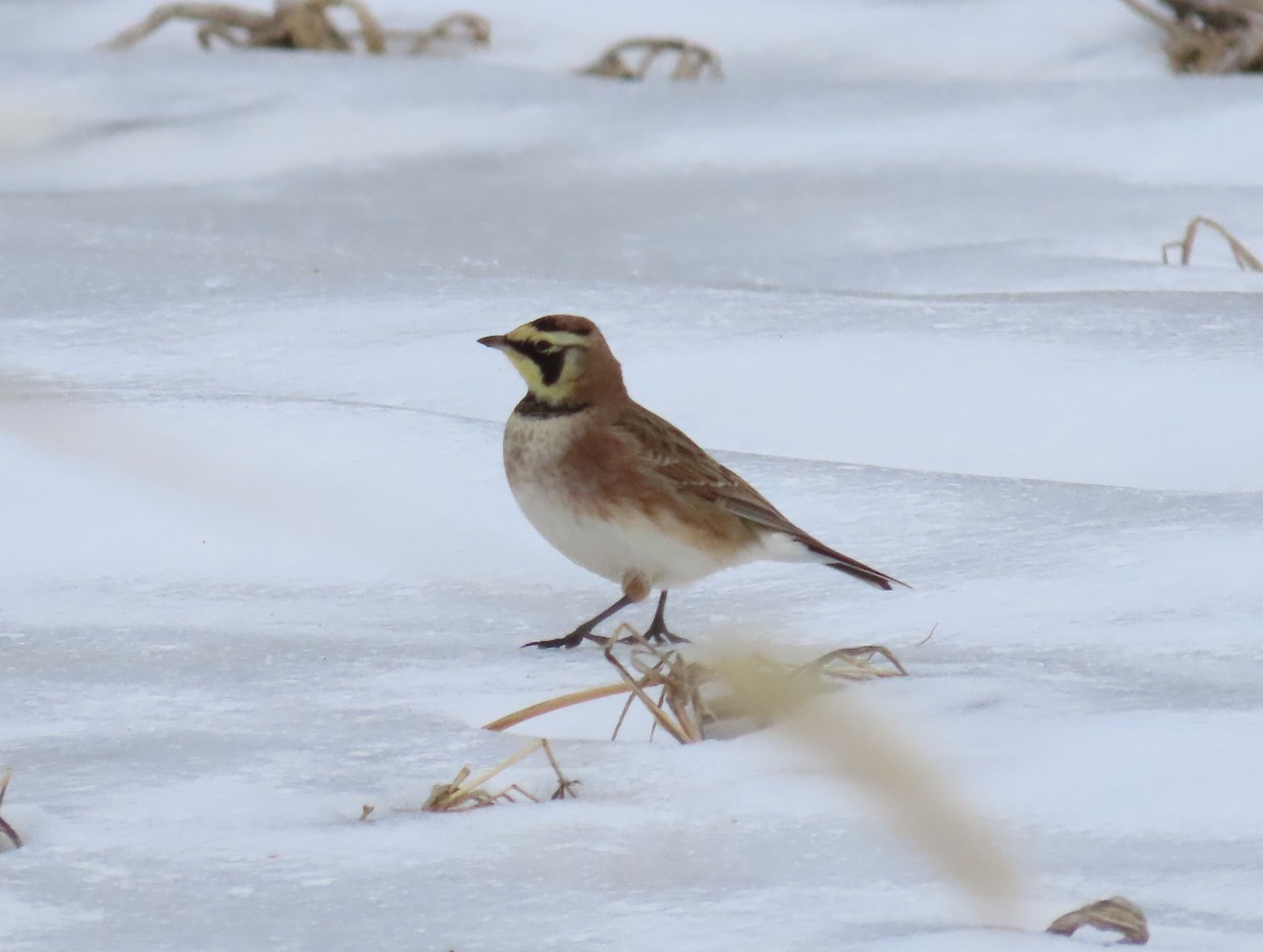 Horned Lark - ML630677838