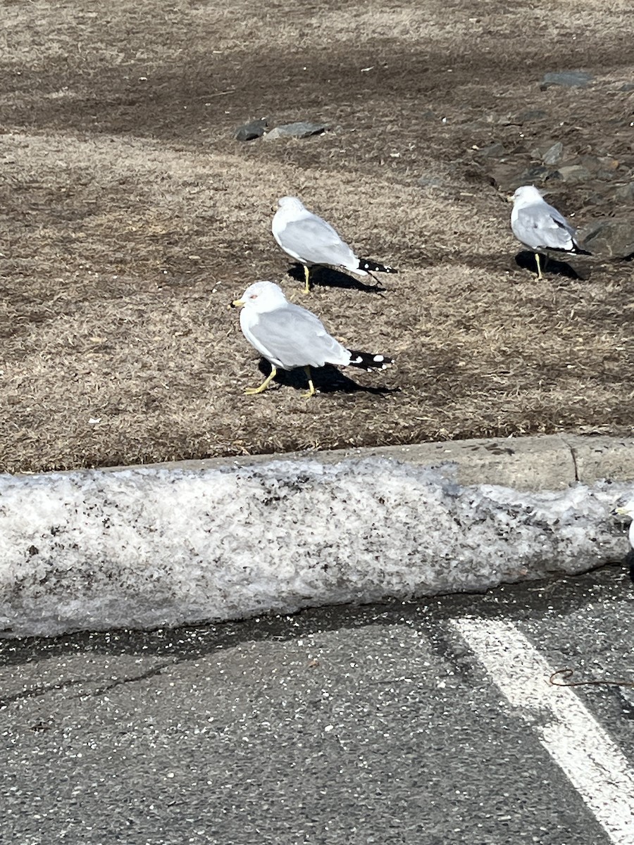 Ring-billed Gull - ML630677962