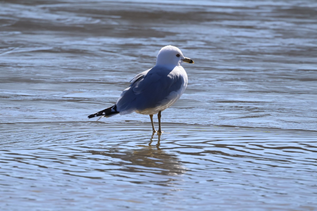 Ring-billed Gull - ML630678246