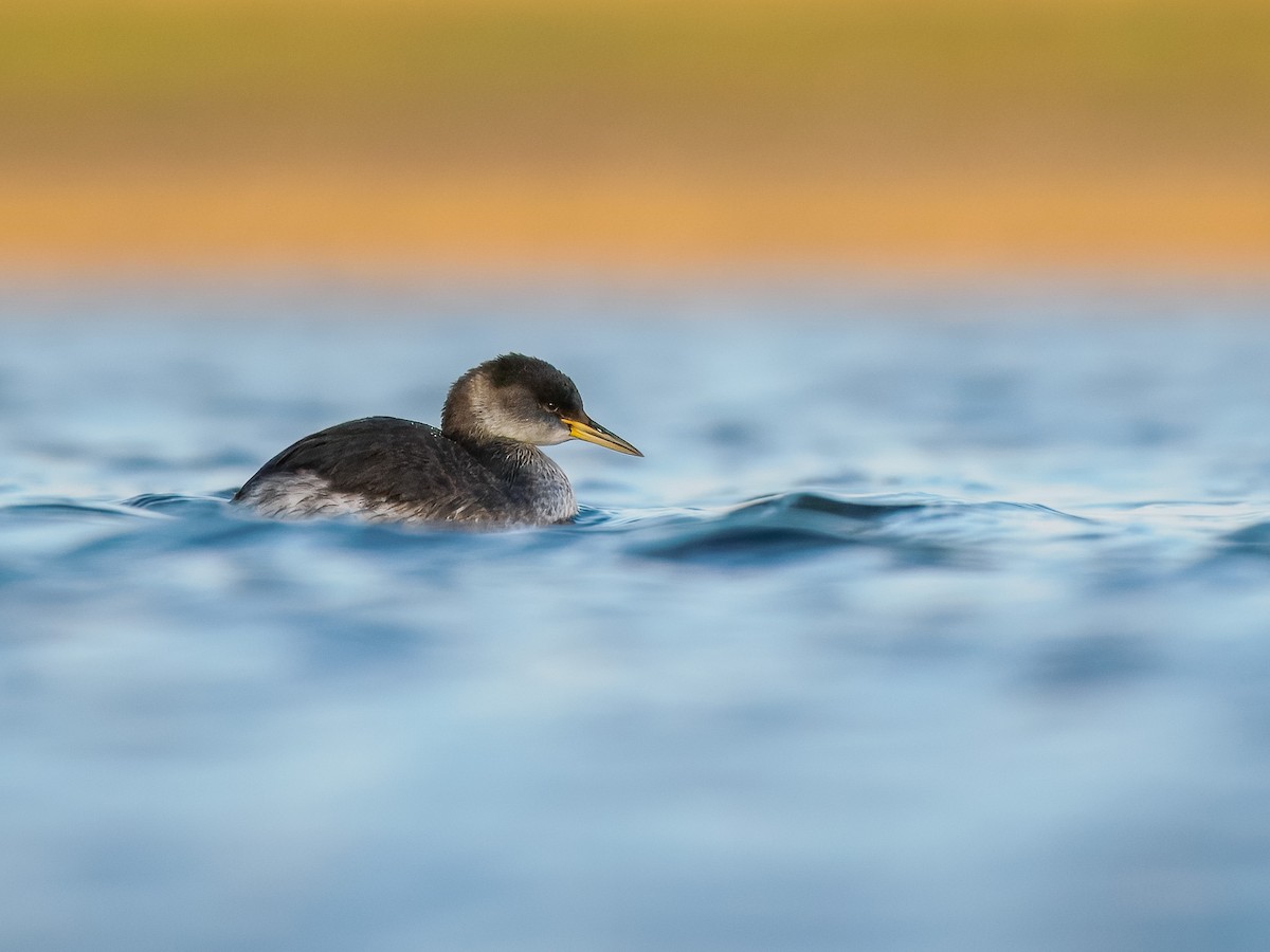 Red-necked Grebe - ML630678606