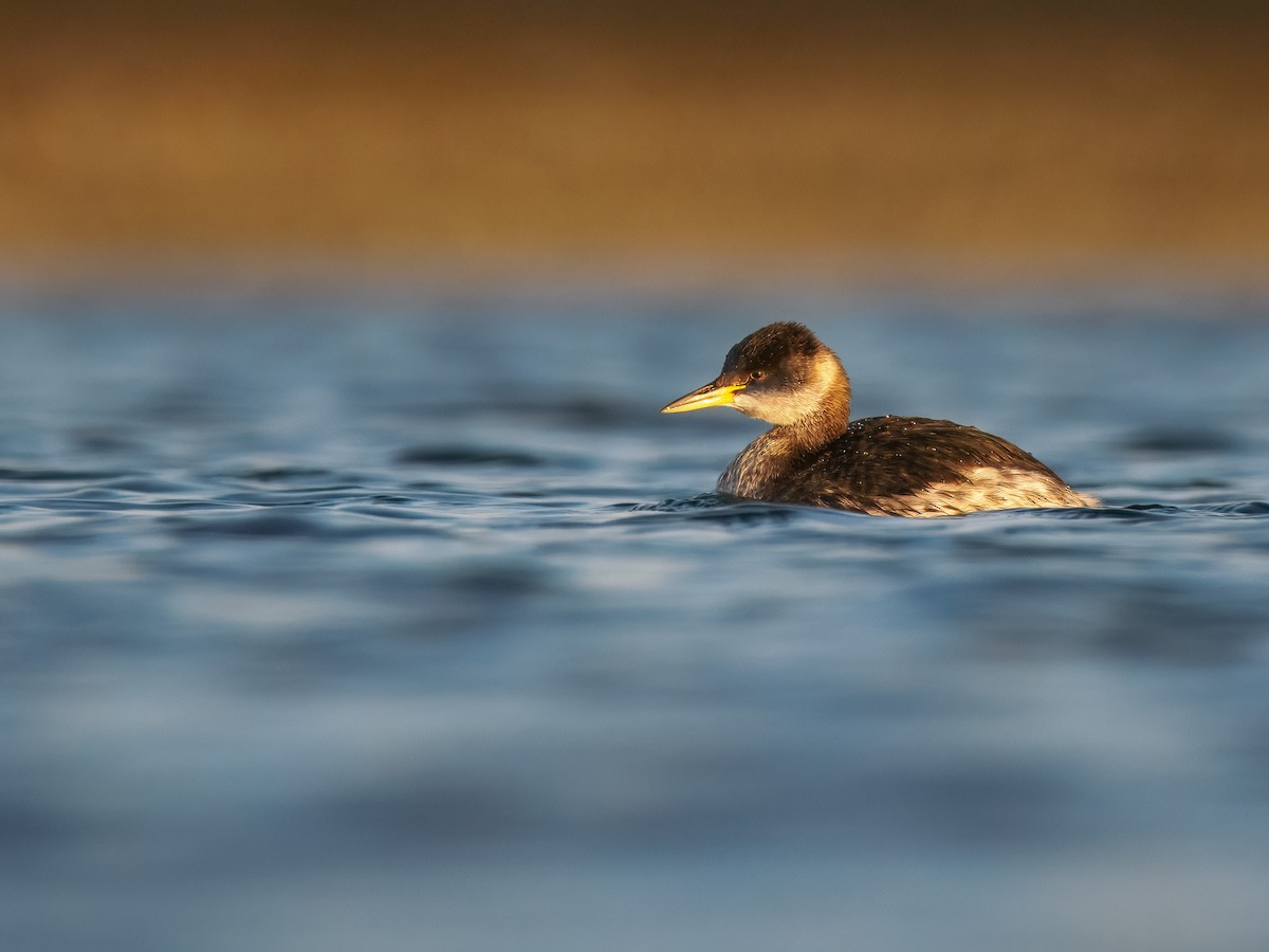 Red-necked Grebe - Sam  O'Donnell