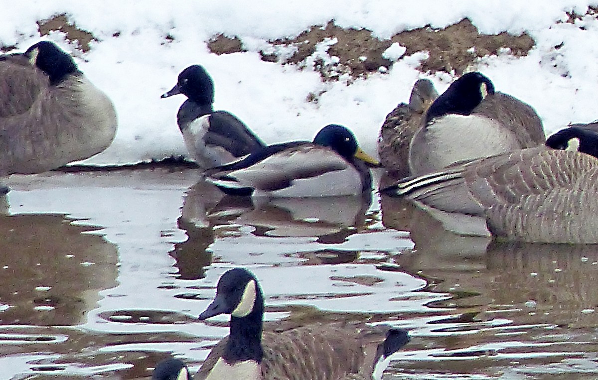 Ring-necked Duck - ML630678883