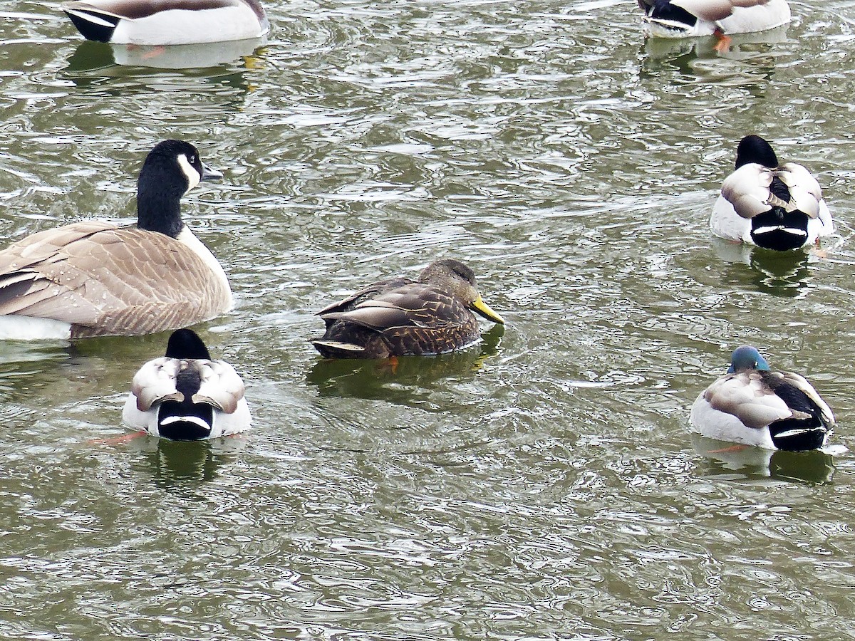 American Black Duck - ML630678887