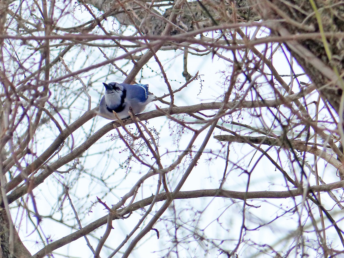 Blue Jay - ML630678898