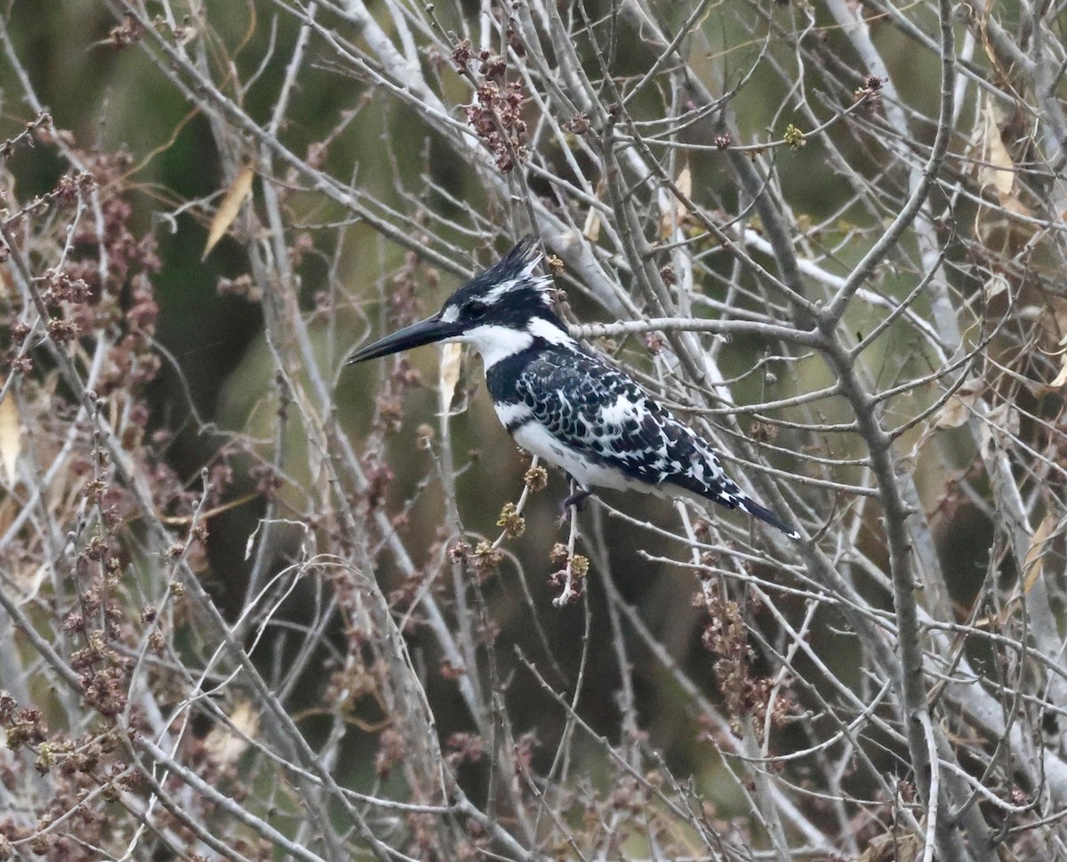 rybařík jižní - ML630678904