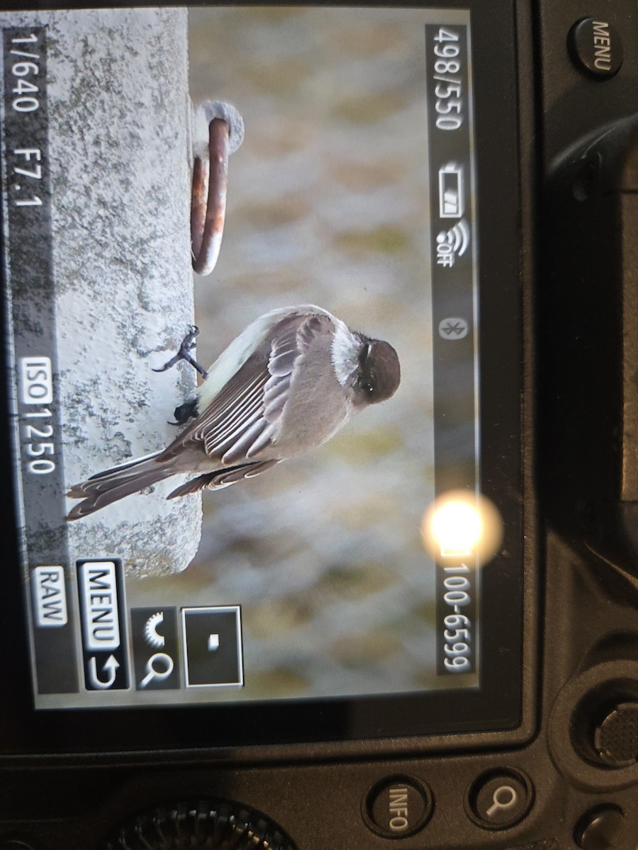 Eastern Phoebe - ML630678999