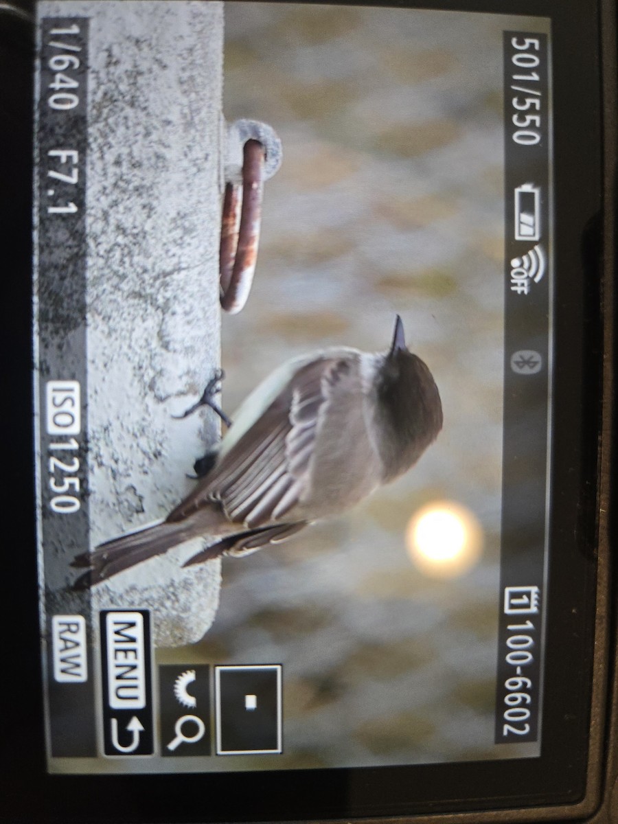 Eastern Phoebe - ML630679000