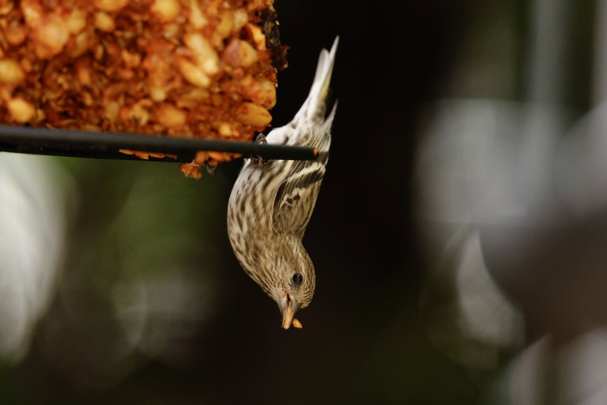 Pine Siskin - ML630679346