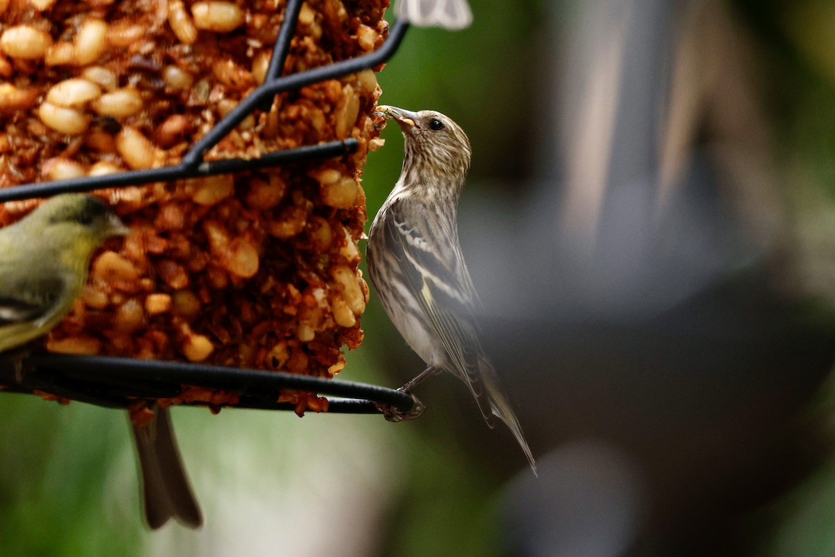 Pine Siskin - ML630679347