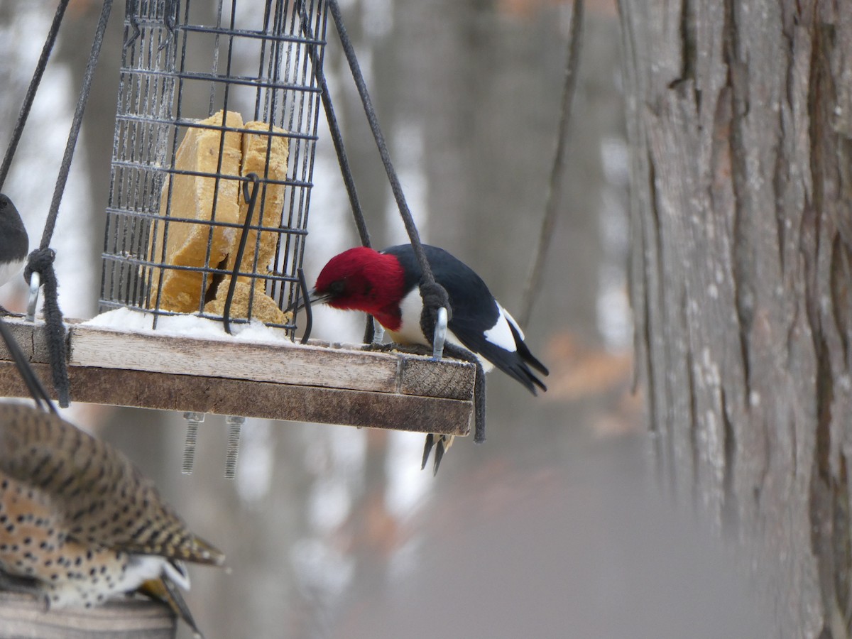 Red-headed Woodpecker - ML630679358