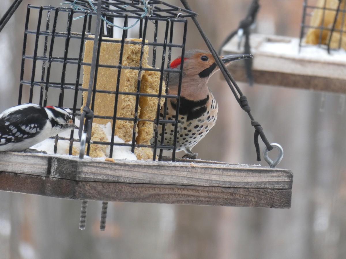 Northern Flicker - ML630679361