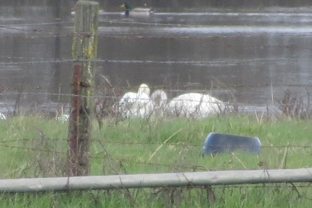 Tundra Swan - ML630679365