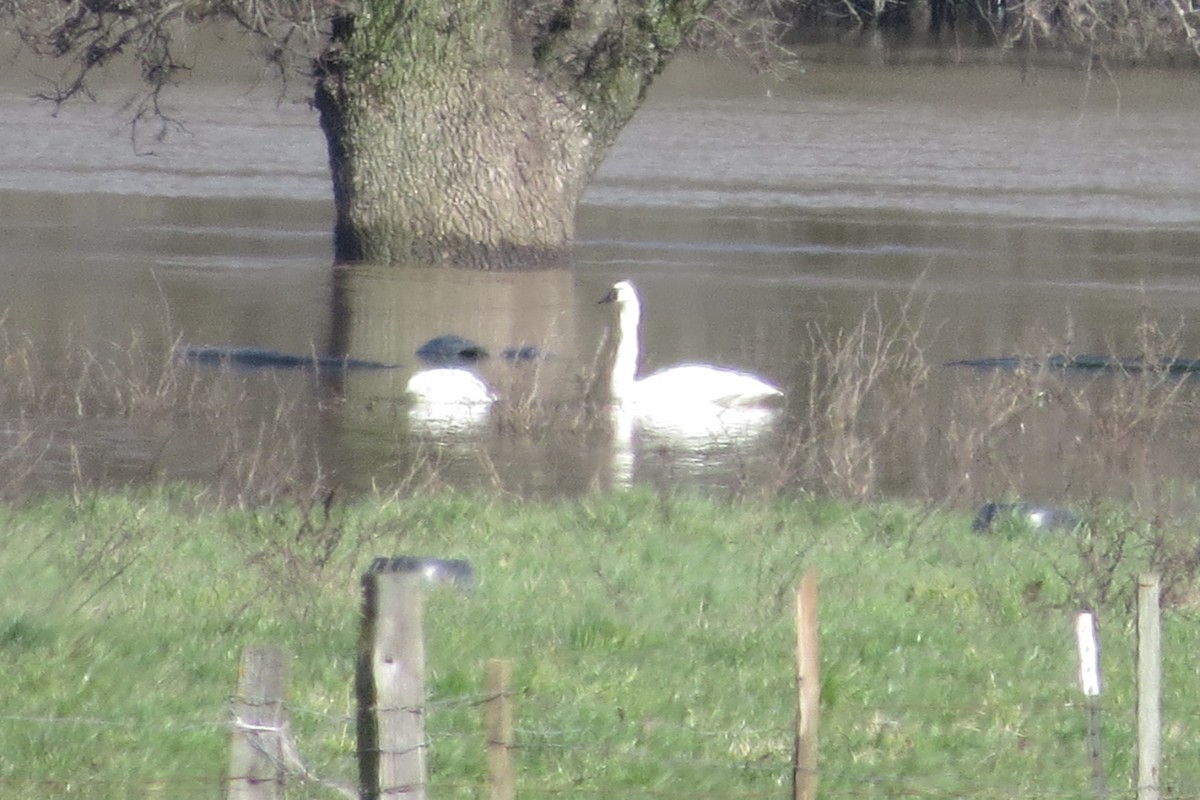 Tundra Swan - ML630679400