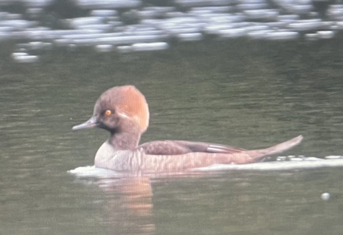 Hooded Merganser - ML630679427