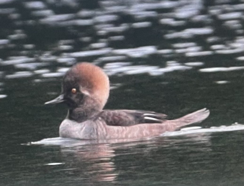 Hooded Merganser - ML630679428
