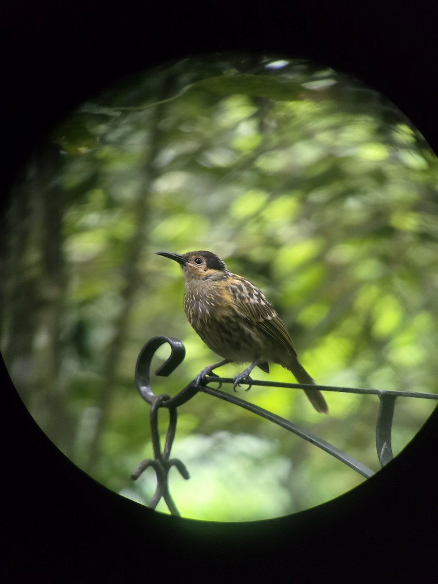 Macleay's Honeyeater - ML630679499