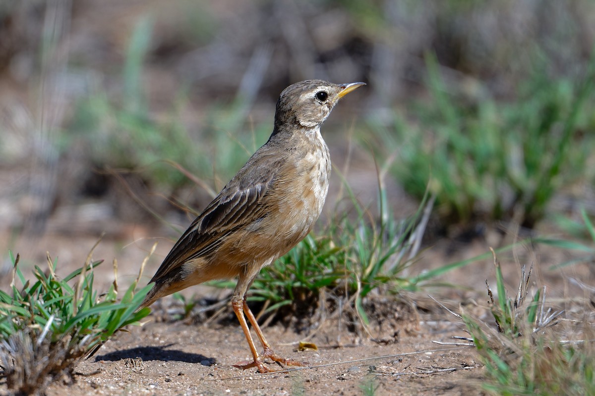 Plain-backed Pipit - ML630679539