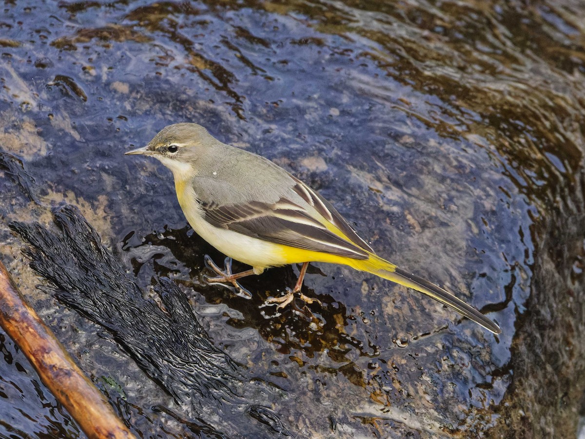 Gray Wagtail - Angus Wilson