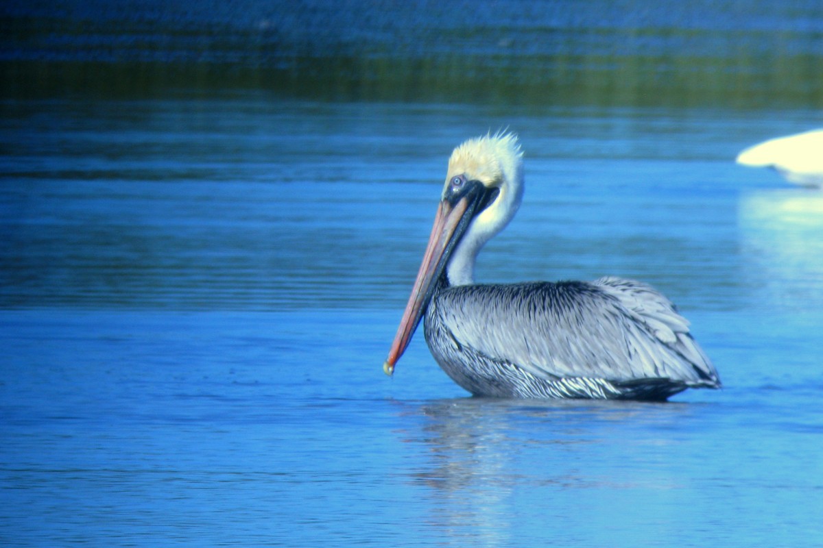 Brown Pelican - ML630679729