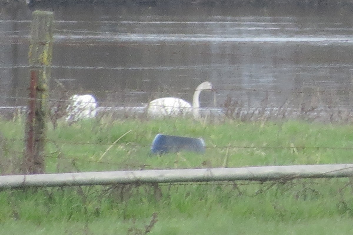 Tundra Swan - ML630679768