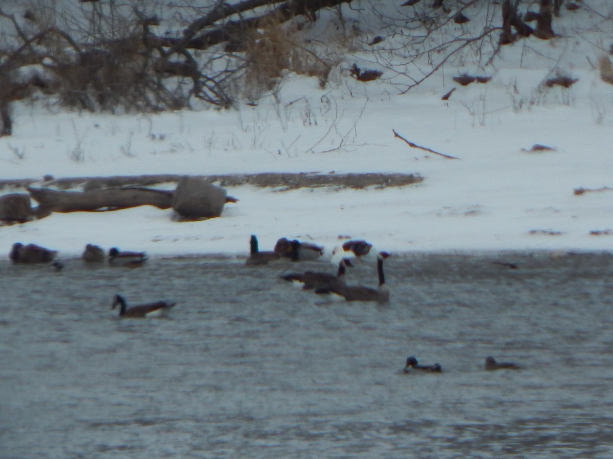 Schneegans - ML630679852