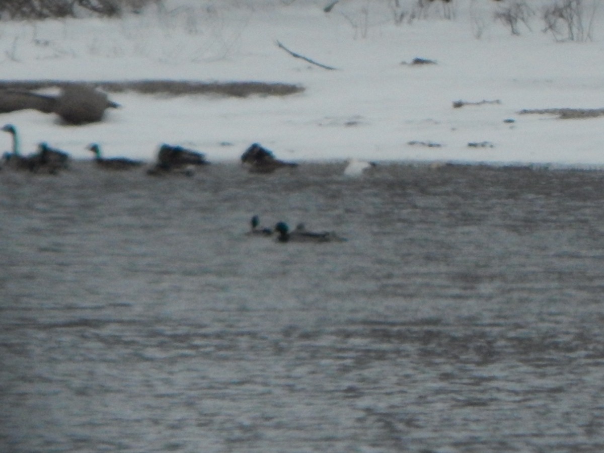 Schneegans - ML630679854