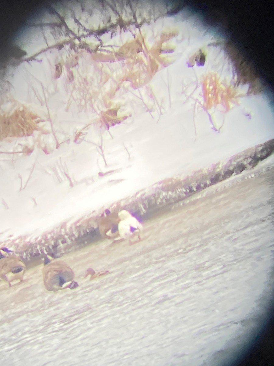 Schneegans - ML630679855