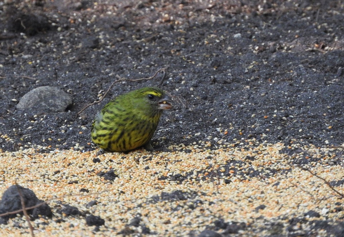 Forest Canary - ML630680004
